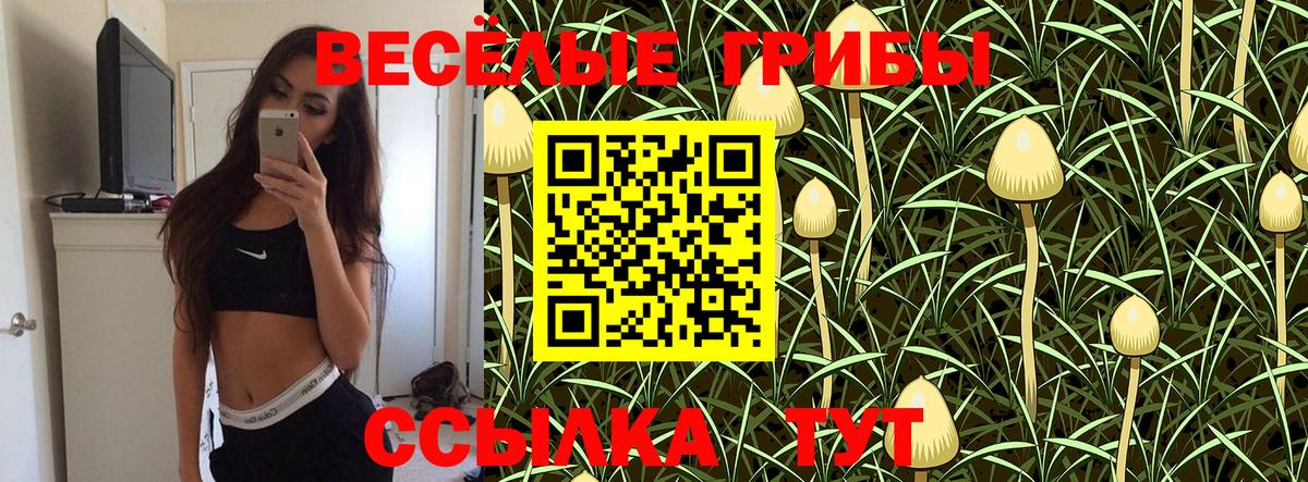 Галлюциногенные грибы Psilocybe Нововоронеж
